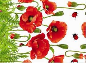 D1 CHAMPETRE fougere